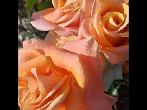 Видео: РОЗЫ ВКУСНЫХ оттенков ТОП-9 #розы #оранжевыерозы