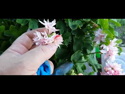 Видео: Обычный жаркий день.