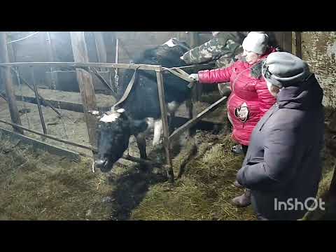 Видео: У нас ЧП. Всю ночь спасали корову.