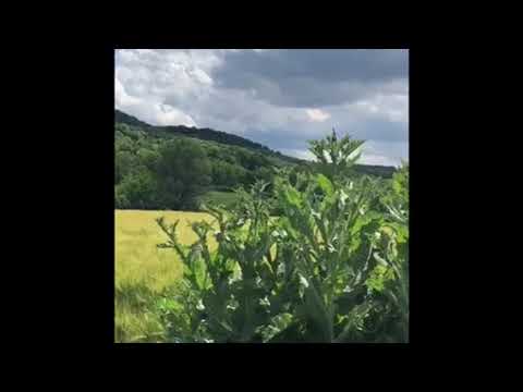 Видео: Сбор лекарственных трав: татарник колючий или (Onopordum acanthium)