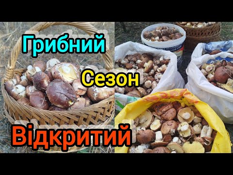 Видео: 4 жовтня Грибний сезон відкритий 🍄‍🟫🍄‍🟫🍄‍🟫