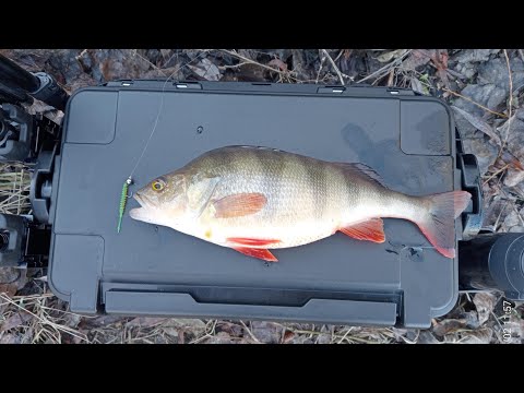 Видео: Где искать крупного окуня? Меляки или глубина?