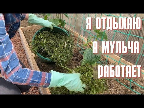 Видео: МУЛЬЧИРОВАНИЕ ГРЯДОК травой для большого урожая. Где взять много травы?