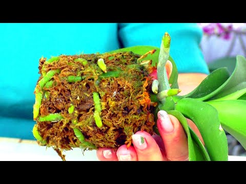 Видео: 3 этапа пересадки интересной орхидеи. Быстро и без стресса.  Полная версия пересадки.