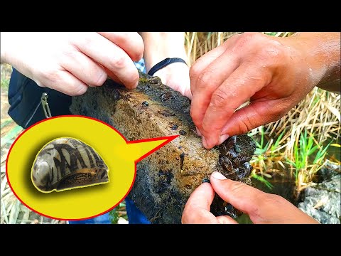 Видео: Секретное место Теодоксусов!