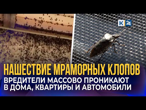 Видео: Масштабное нашествие мраморных клопов на Кубани: в чем причина?