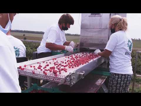 Видео: Над 20 комбайна събират малини у нас