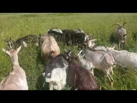 Видео: Моё Хозяйство/Летний Выпас2025/Детёныши/Звери Едят Траву/Самое Тихое Место#goat#goats#farmer