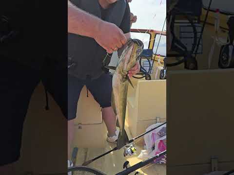 Видео: Красный пилькер работает!! ХОРОШИЙ ЛЮР ПРЯМО ВОЗЛЕ БЕРЕГА. #lange_fishing #рыбалка