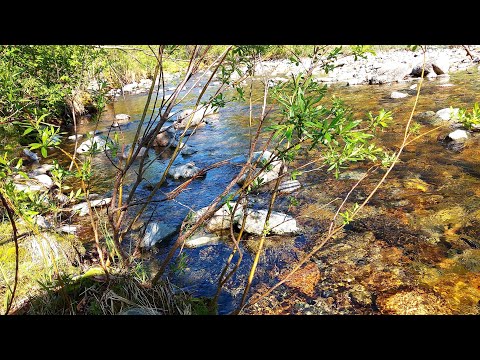 Видео: РЕЧКА, ЛЕС В РАЙОНЕ ПОСЕЛКА УПТАР МАГАДАНСКАЯ ОБЛАСТЬ 19.06.2023