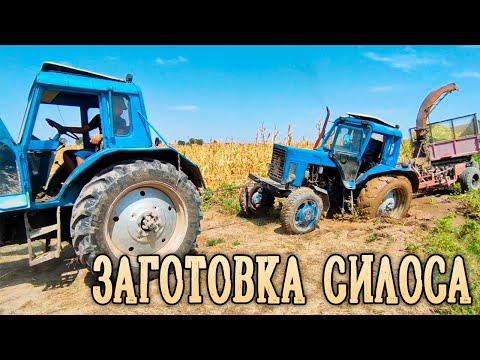 Видео: Заготовка силоса, МТЗ, КПИ 2.4, ЛТЗ.