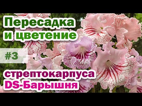 Видео: Пересадка, обзор сорта и цветение стрептокарпуса DS-Барышня. #3