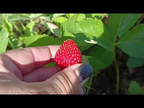 Видео: Домик дядюшки Тыквы теперь есть и у нас)) Пастила. Инкубатор.