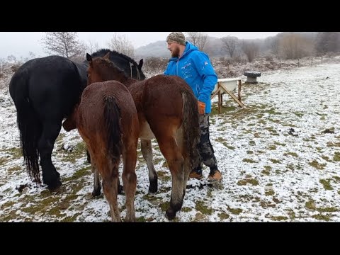 Видео: Ранкова годівля коней 🌨❄️🌬Коні в єлектро пастух...💰👌👍🔥💣🐎🇺🇦⛓️