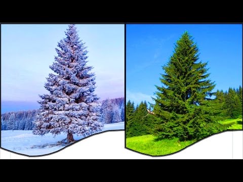 Видео: КАК нарисовать Ёлочку ЗИМОЙ и ЛЕТОМ, Свет и Тень, Перспектива и Объём