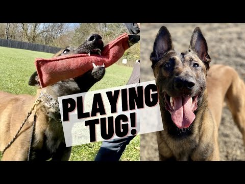 Видео: ИГРАЕМ В ПЕРЕТЯГИВАТЕЛЬ С МОЕЙ БЕЛЬГИЙСКОЙ ОВЧАРКОЙ МАЛИНУА!! ПОЛНАЯ ТРЕНИРОВКА!!