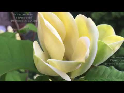 Видео: Магнолия Еллоу Берд (Yellow Bird) 2