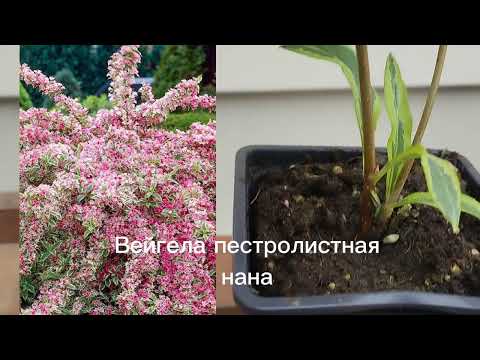 Видео: Вейгела у Безумного Садовника#растения#цветы#сад#plants#garden