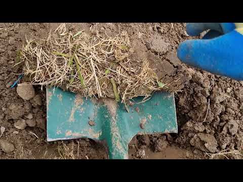 Видео: ЦЕЛИНА: как готовить почву под посадки. Лента "КАНТРИ": не повторяйте мои ошибки.