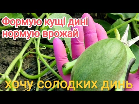 Видео: Формую дині, нормую врожай, бо інакше в нас не достигають.