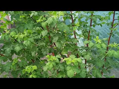 Видео: Сорт малины Глен Ко. Сравнение с обычной малиной по урожайности.