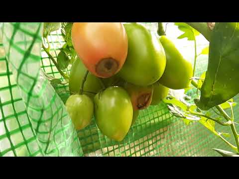 Видео: Доматите в градинката ми 11.09.2025