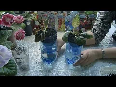 Видео: Большой фитильный полив для глоксиний !