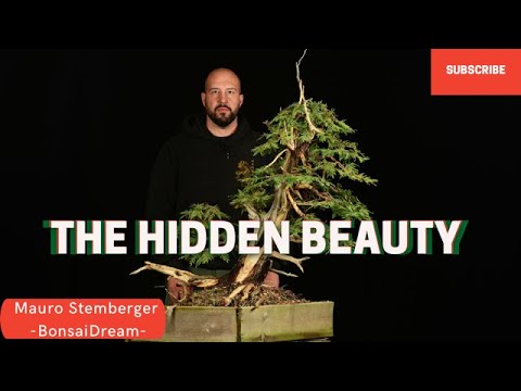 Видео: Природное мастерство восточного белого кедра Ямадори: путь трансформации