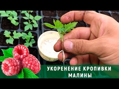 Видео: Укоренение крапивки малины