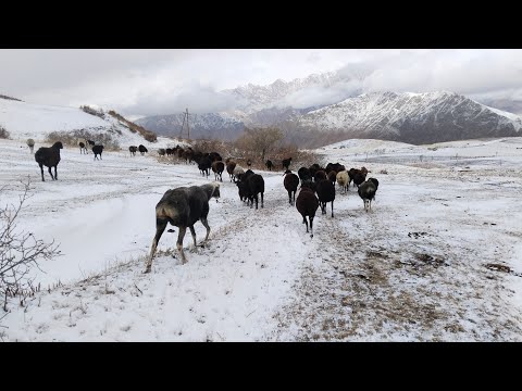 Видео: СРОЧНО БИНЕН 04 11 2025 ГУСФАНХО БАРФРО ДИДА ҲАЙРОН МОНДАН