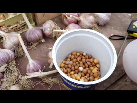 Видео: Чеснок Рокамболь - подготовка к посадке