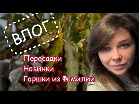 Видео: Цветочная РУТИНА | Пересадка | СНОВА НОВИНКИ | Горшки из ФАМИЛИИ