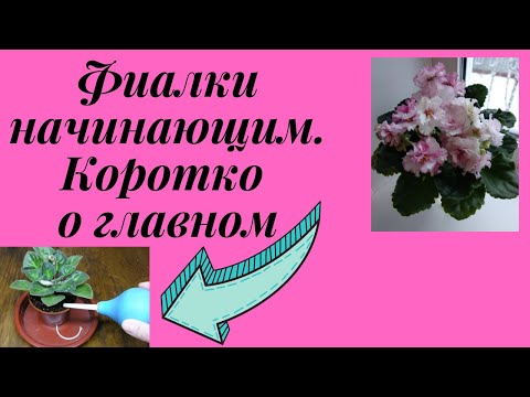 Видео: Фиалки - полив и подкормки без последствий. Советы начинающим.