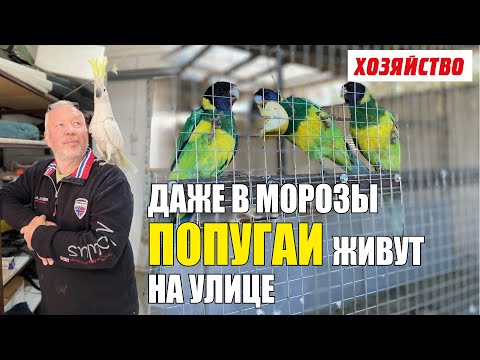 Видео: Попугаи живут в вольерах на улице, а в морозы любят купаться в снегу