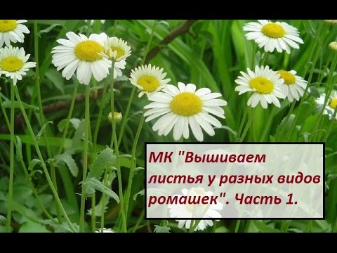 Видео: МК "Вышиваем листья у разных видов ромашек". Часть 1. Разживалова Наталья