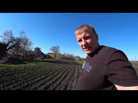 Видео: Сіємо люцерну і буряк, та саджаємо картоплю!!!