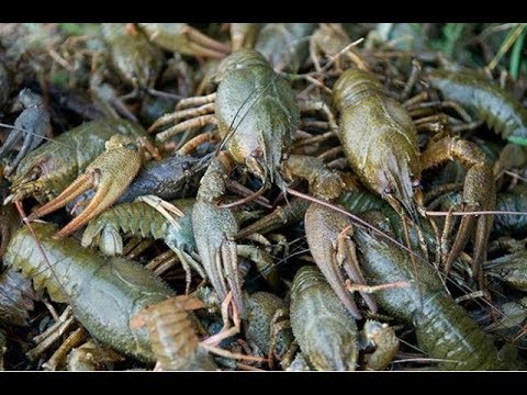 Видео: Передержка речных раков, мини УЗВ недорого .