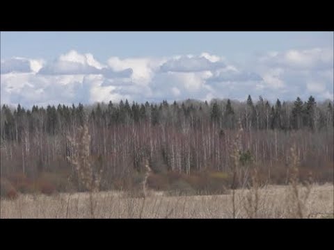 Видео: ТРУДОВАЯ ОХОТА ...что это такое?