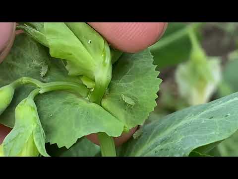 Видео: Результат інсектициду по тлі | Озимий горох