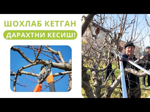 Видео: ШОХЛАБ КЕТГАН ДАРАХТЛАРНИ ТЎҒРИ КЕСИШ ТАРТИБИ. АМАЛИЁТ!