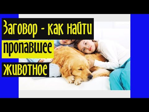 Видео: Как найти пропавшее животное с помощью заговора