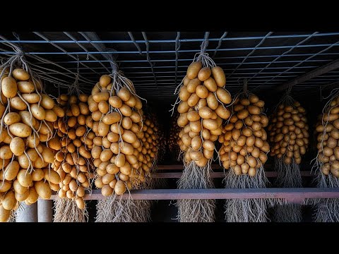 Видео: БЕЗУМНЫЙ Метод Этой Фермы Выращивает на 300% Больше Картофеля БЕЗ ПОЧВЫ! 🥔 (Учёные в ШОКЕ)