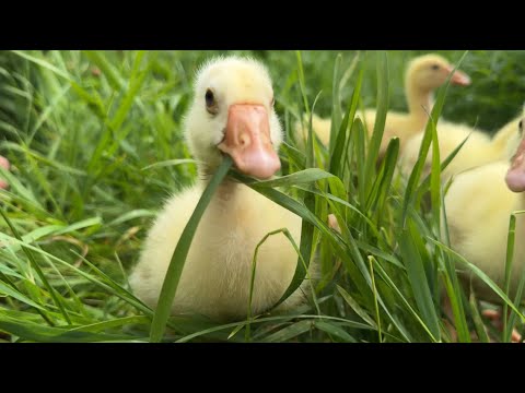 Видео: Эксперимент с инкубатором. Новый стеллаж. Рум тур по нашему дому.