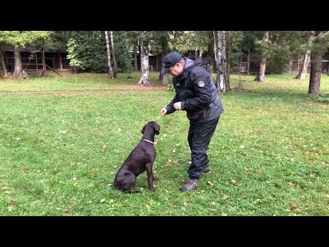 Видео: Ответ на вопрос. Начальная дрессировка.