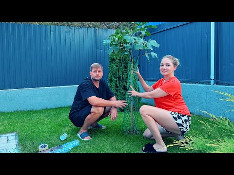 Видео: ВЛОГ Кошка ободрала все деревья ! Лёша наконец то ИСКУПАЛСЯ в Черном море ! Купили Алисе зонтик ☂️! 