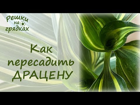 Видео: Драцена пересадка | Уход после пересадки