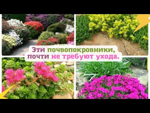 Видео: Эти почвопокровники, почти не требуют ухода.🍀🌼