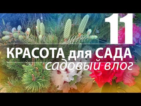 Видео: КАРЛИКОВЫЕ ЕЛИ. ШИШКИ у ПИХТЫ. ЗИМОСТОЙКИЕ РОДОДЕНДРОНЫ.
