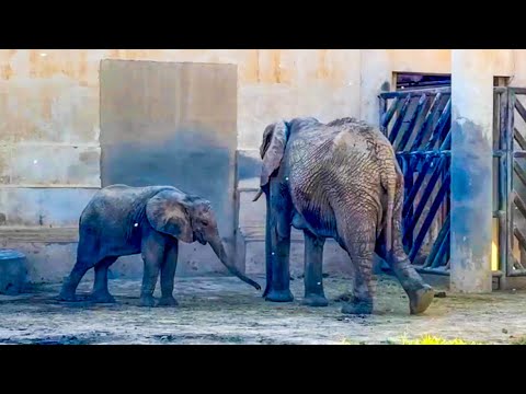 Видео: Мы едем в зоопарк Пекина смотреть где будет жить лев Шерхан. Маленький слоненок нас порадовал!