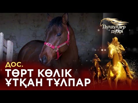 Видео: Дос. Төрт көлік ұтқан тұлпар.«Дүлдүлдер дүбірі».